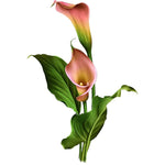 Calla Lily Wall Decal