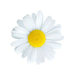 Daisy Vinyl Decal