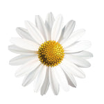 Daisy Car Decal