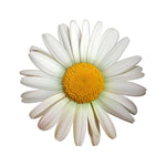 Daisy Car Sticker