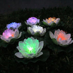 Lotus with Light