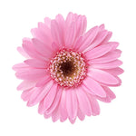 Pink Daisy Sticker