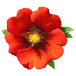 Poppy Flower Sticker