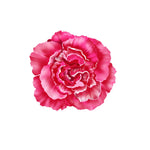 Carnation Sticker