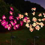 Orchid Phalaenopsis Light