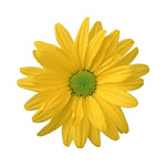 Yellow Daisy Sticker