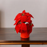 Poinsettia Lamp Bulbs