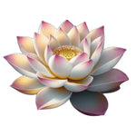 White Lotus Flower