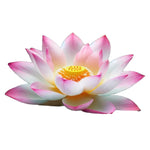 Lotus Sticker Design