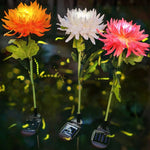 Chrysanthemum Light