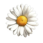 Daisy Wall Sticker