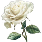 White Rose Sticker