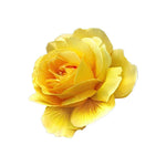 Yellow Rose Decal