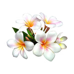 Plumeria Flower Sticker