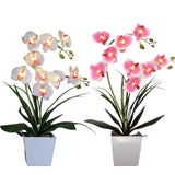 Orchid Lamps